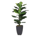Fiddle-leaf Fig Tree in Pot V406229