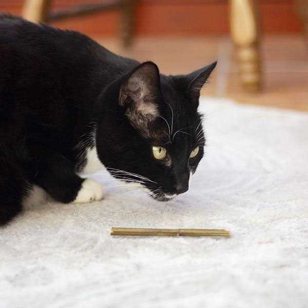 Catnip T80122