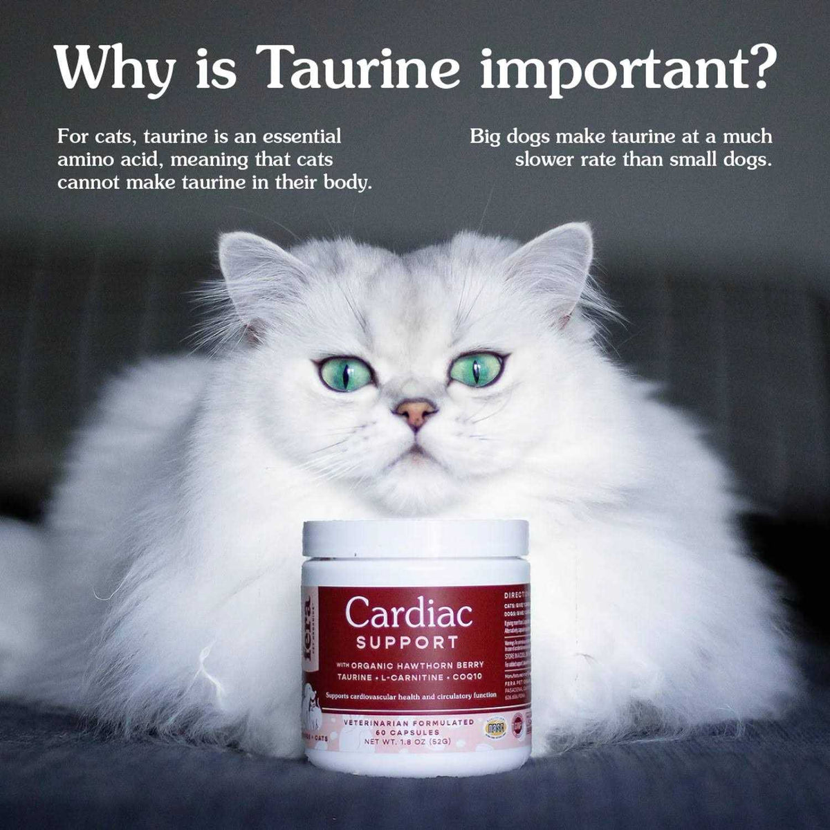Cardiac Support for Cat and Dog D532780