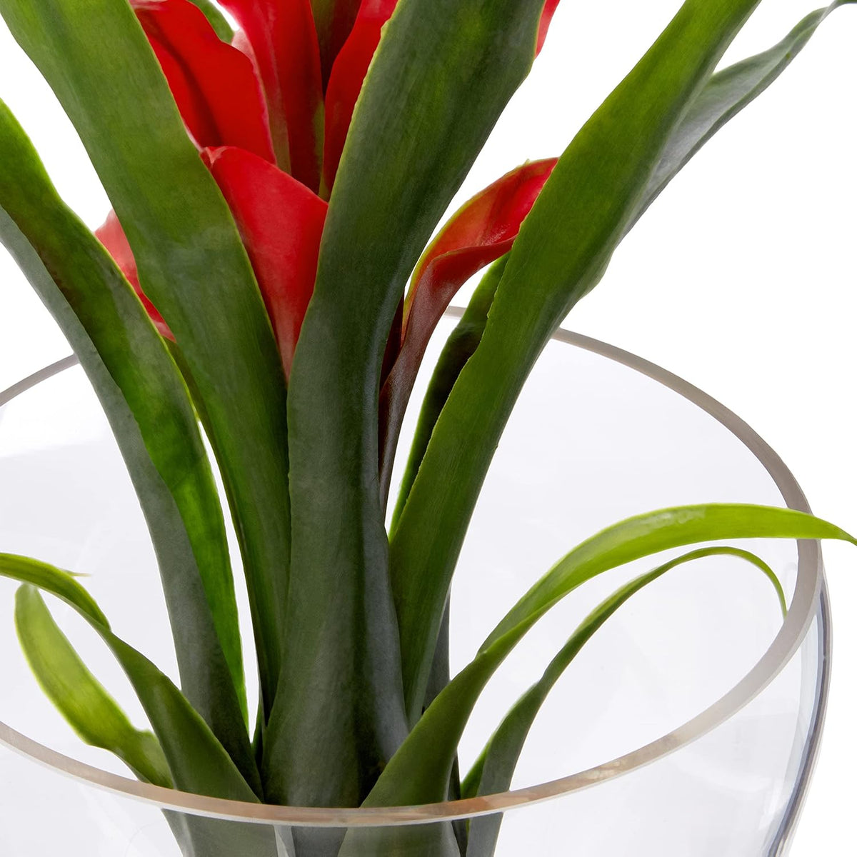 Tropical Bromeliad in Angled Vase, Red P767720