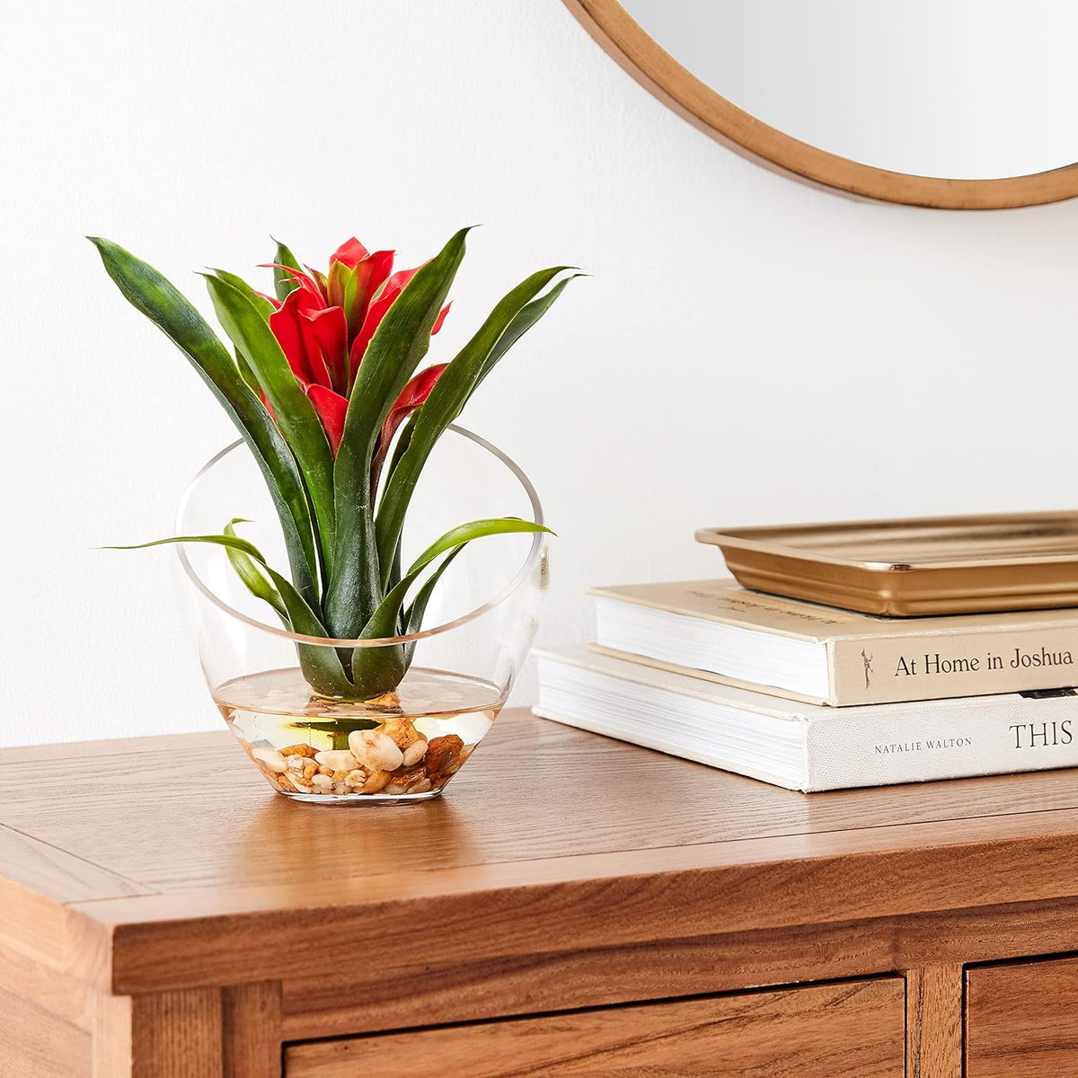 Tropical Bromeliad in Angled Vase, Red P767720
