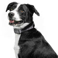 Rechargeable Bark Collar G4811