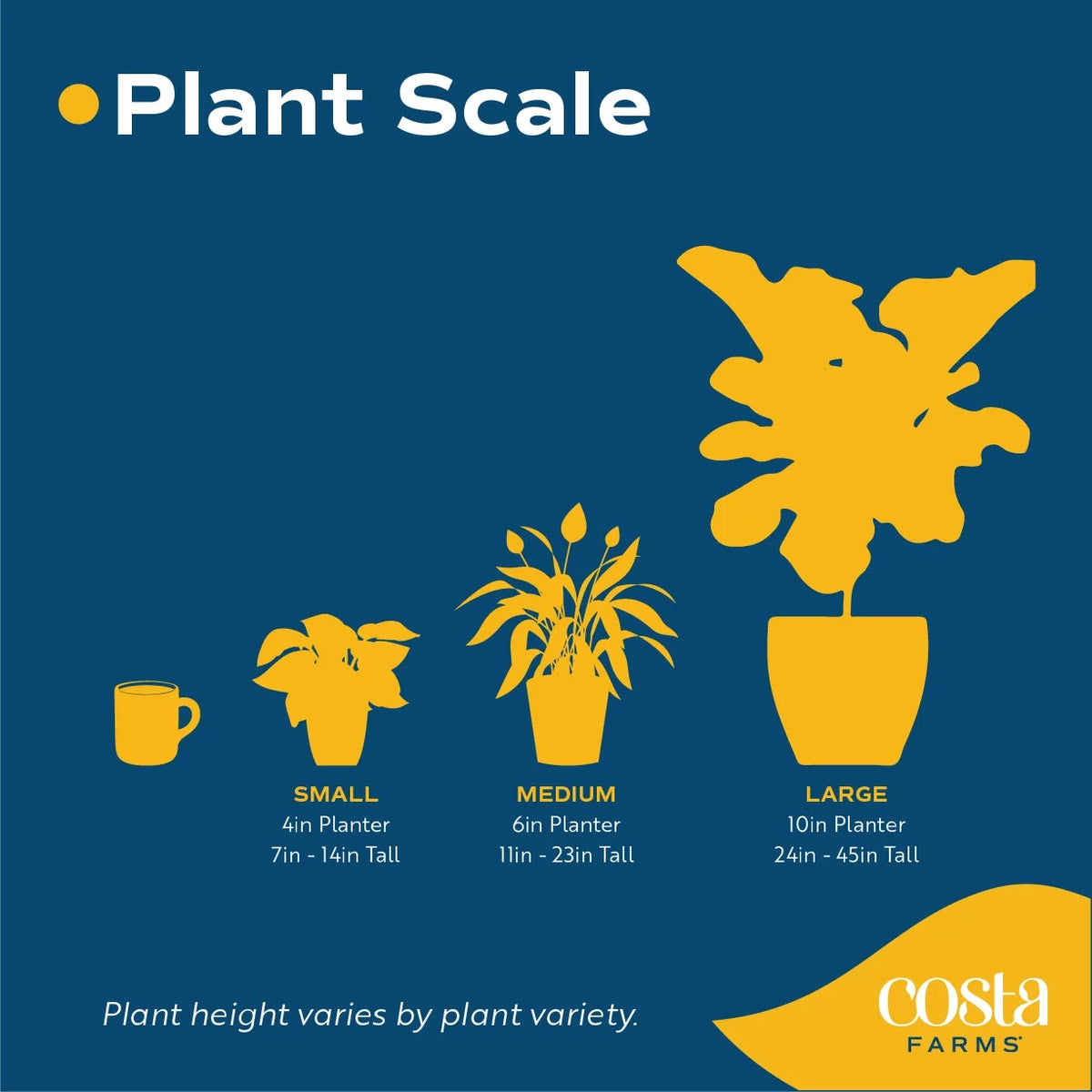 20in. Tall Assorted Hibiscus Full Sun Outdoor Plant 5in. Grower Pot 2-Pack V35562