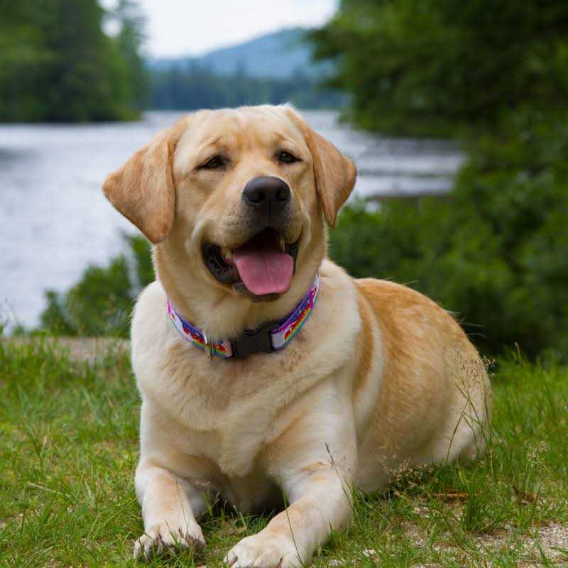 Dog Collar M692132