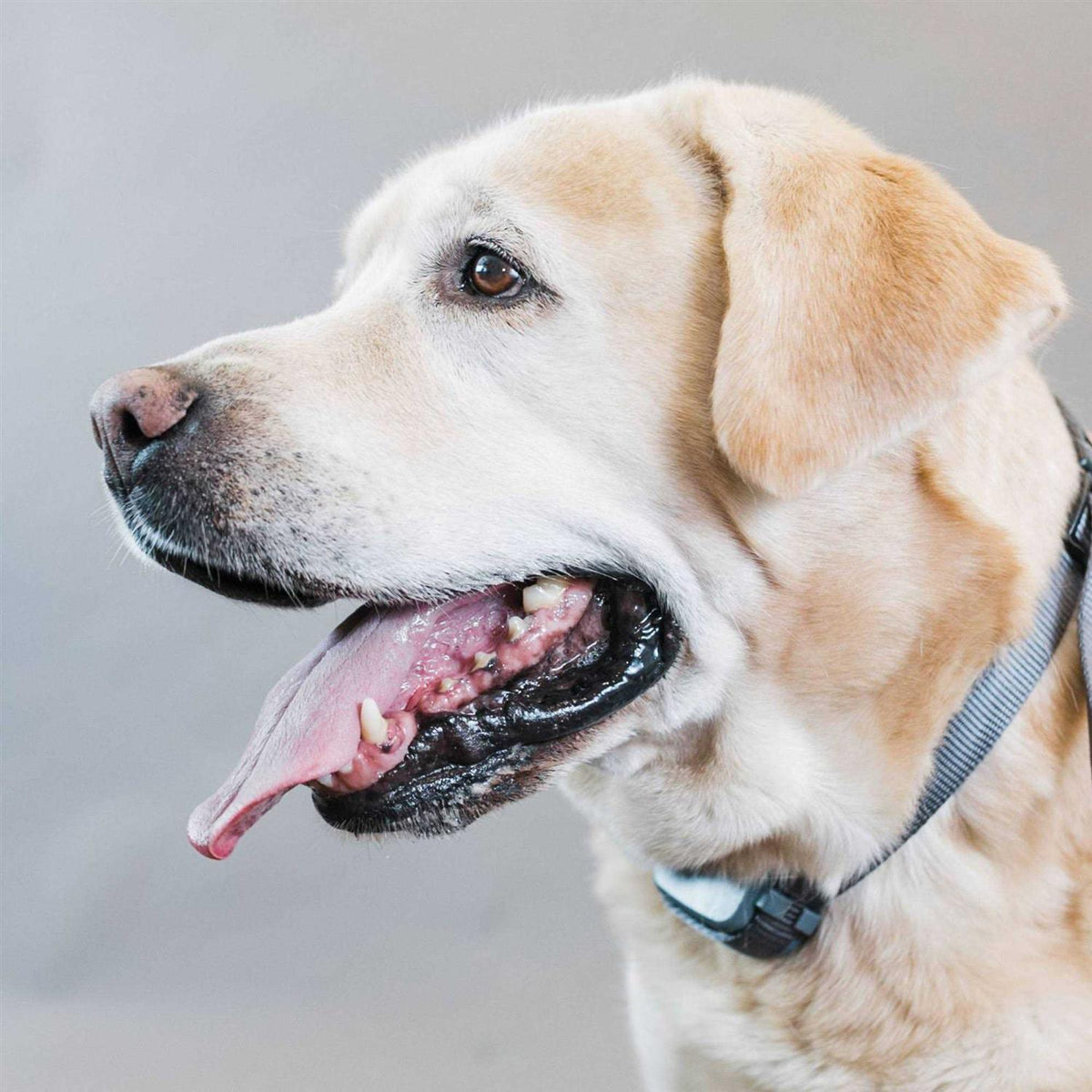 Rechargeable Bark Collar G4811