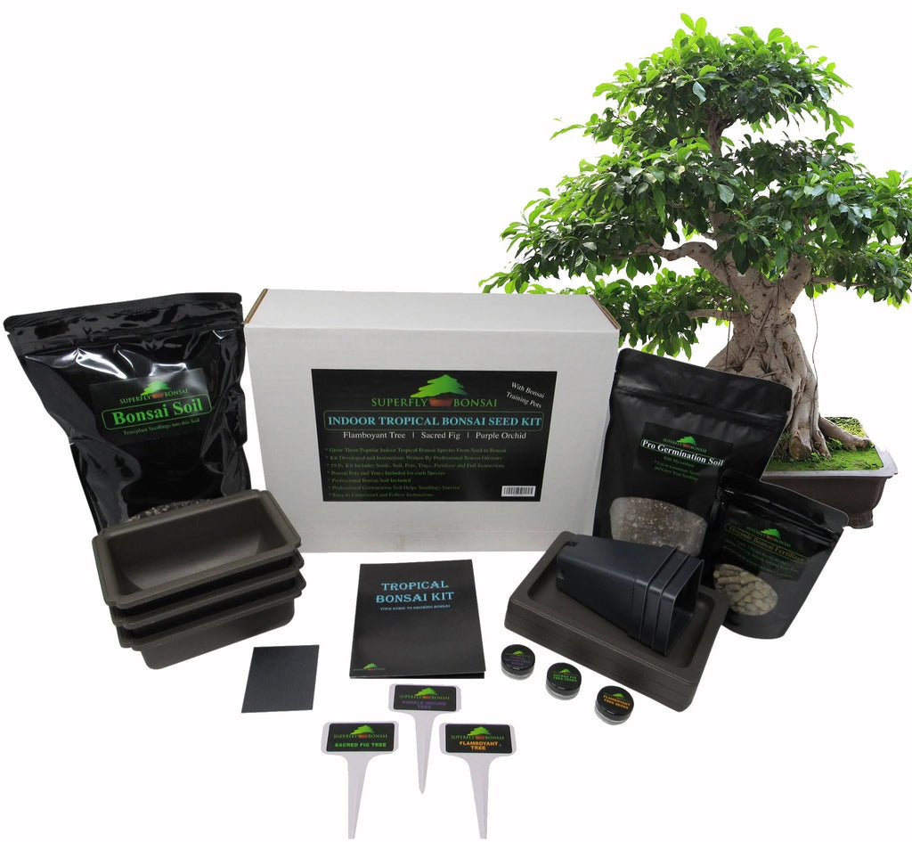 Tropical Indoor Bonsai Tree Starter Seed Kit I235707