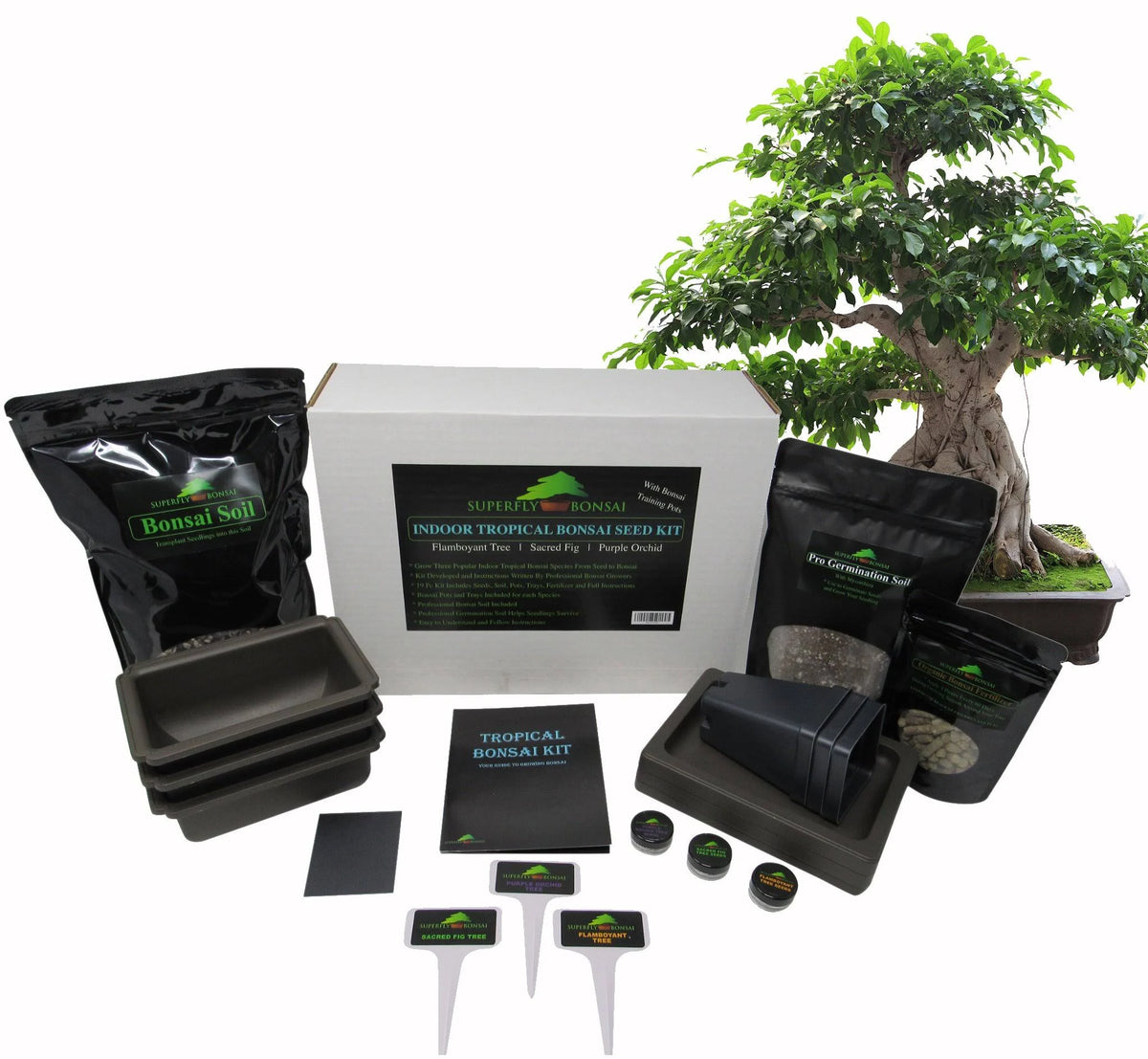 Tropical Indoor Bonsai Tree Starter Seed Kit I235707