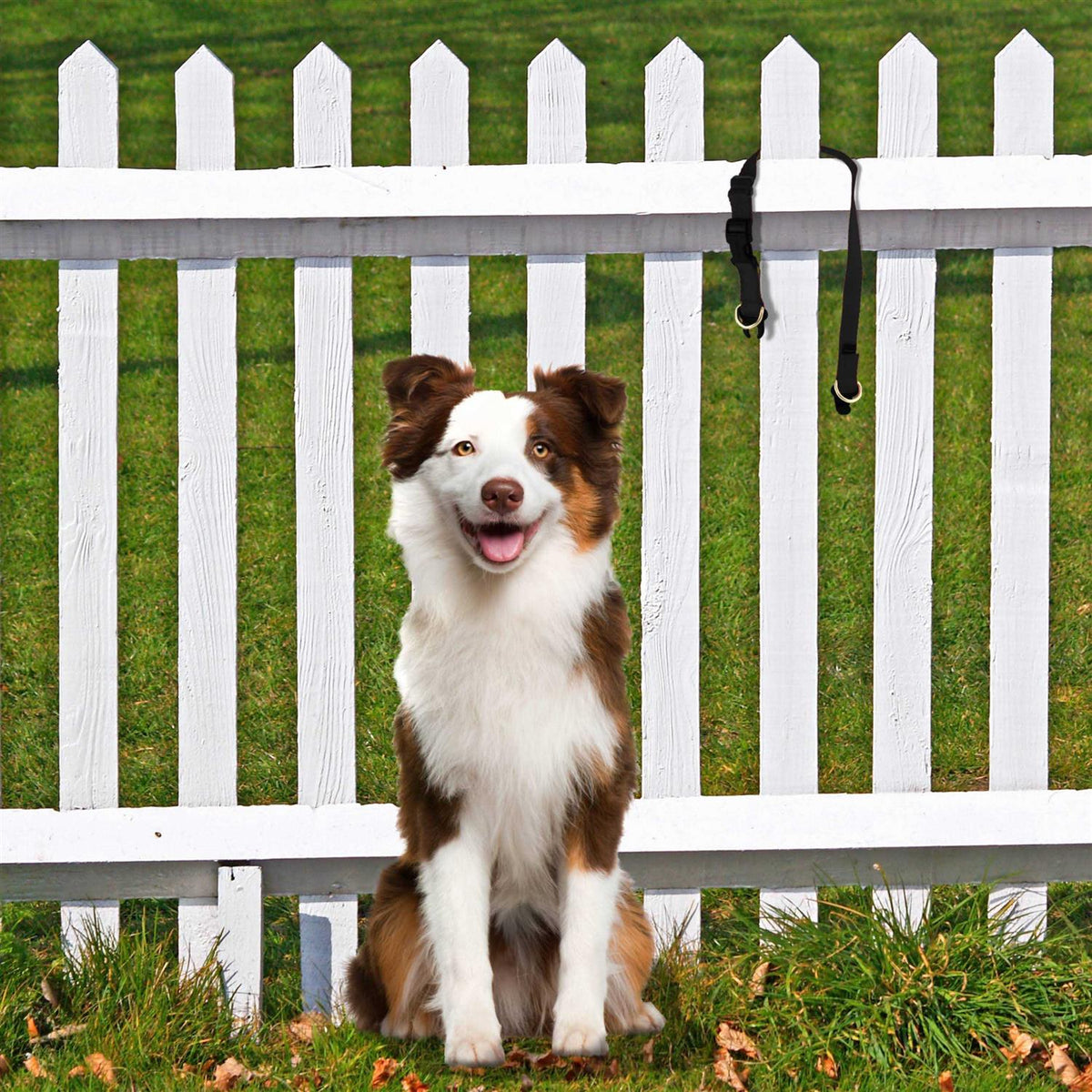 Break-Away Dog Collar Y3625