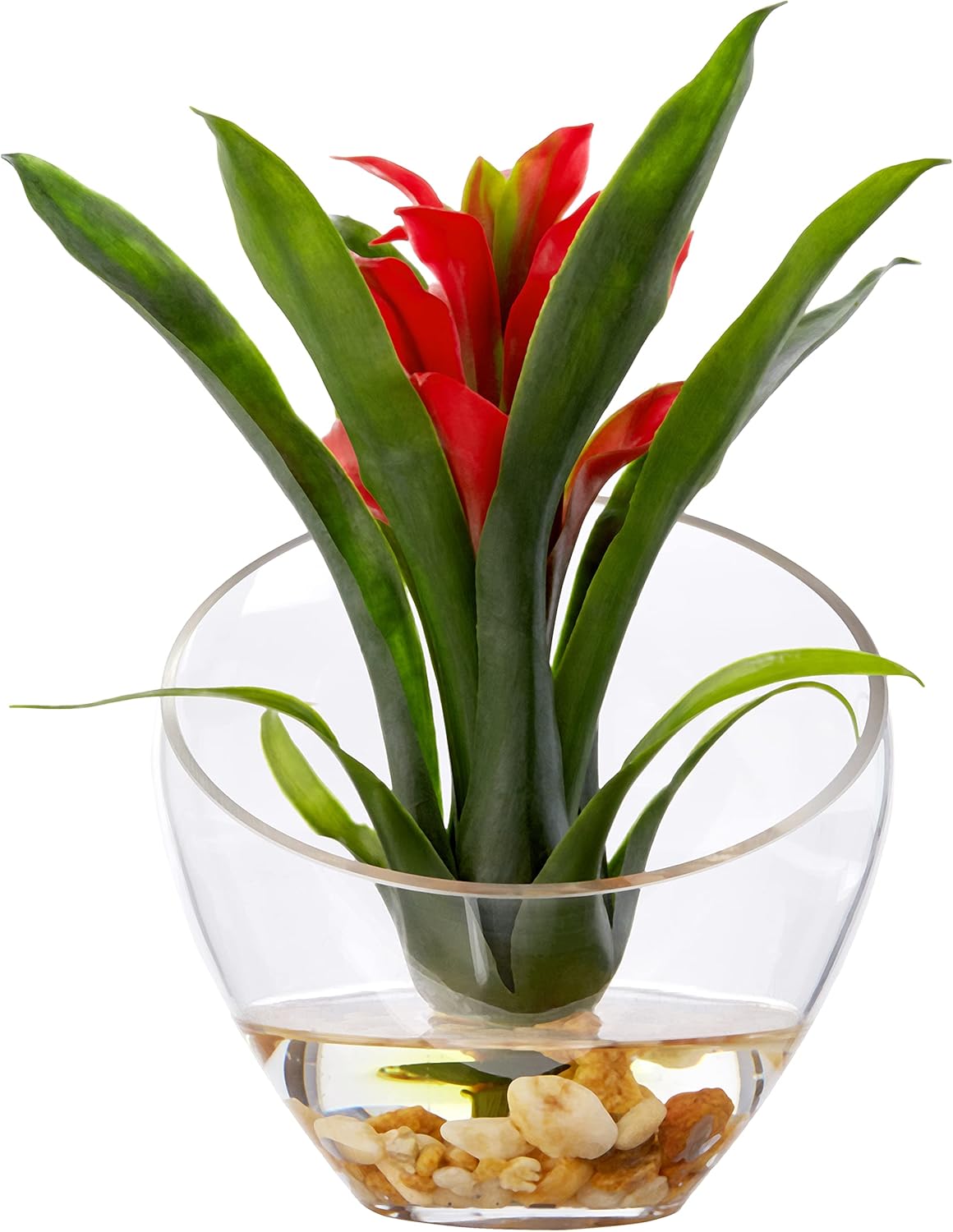 Tropical Bromeliad in Angled Vase, Red P767720