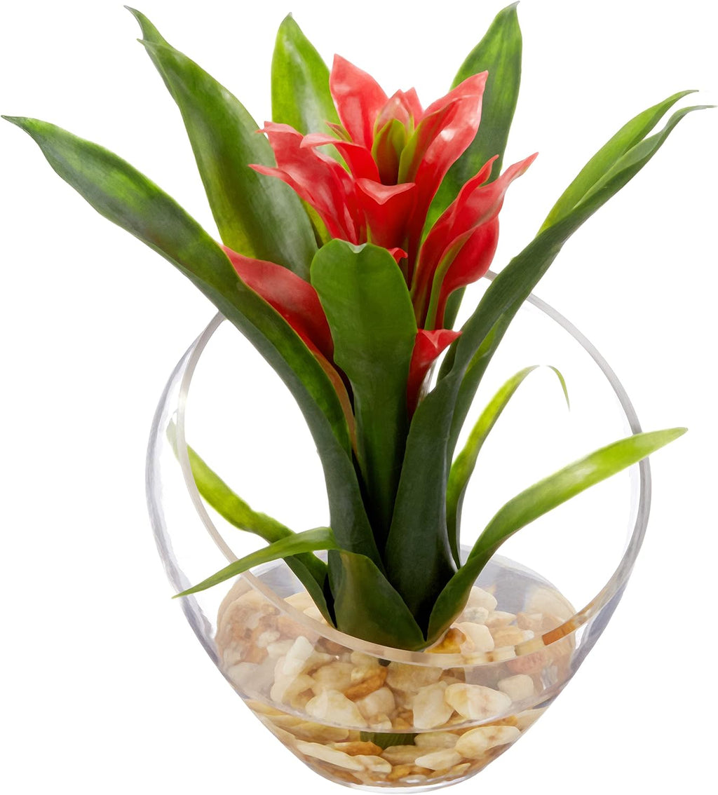 Tropical Bromeliad in Angled Vase, Red P767720