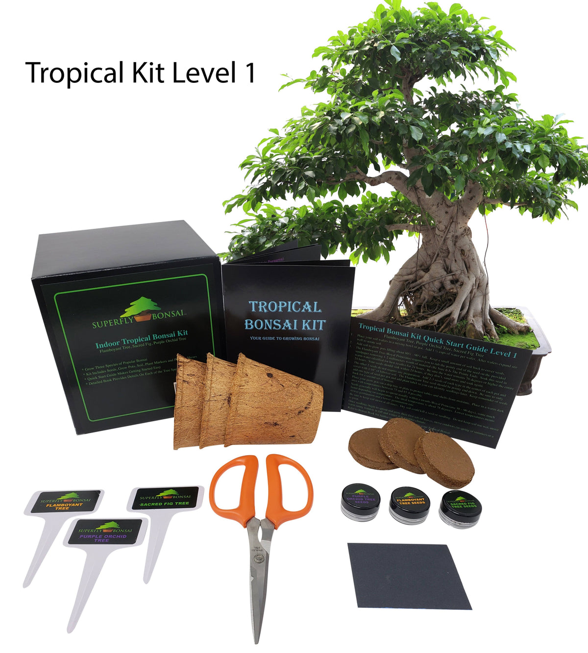 Tropical Indoor Bonsai Tree Starter Seed Kit I235707
