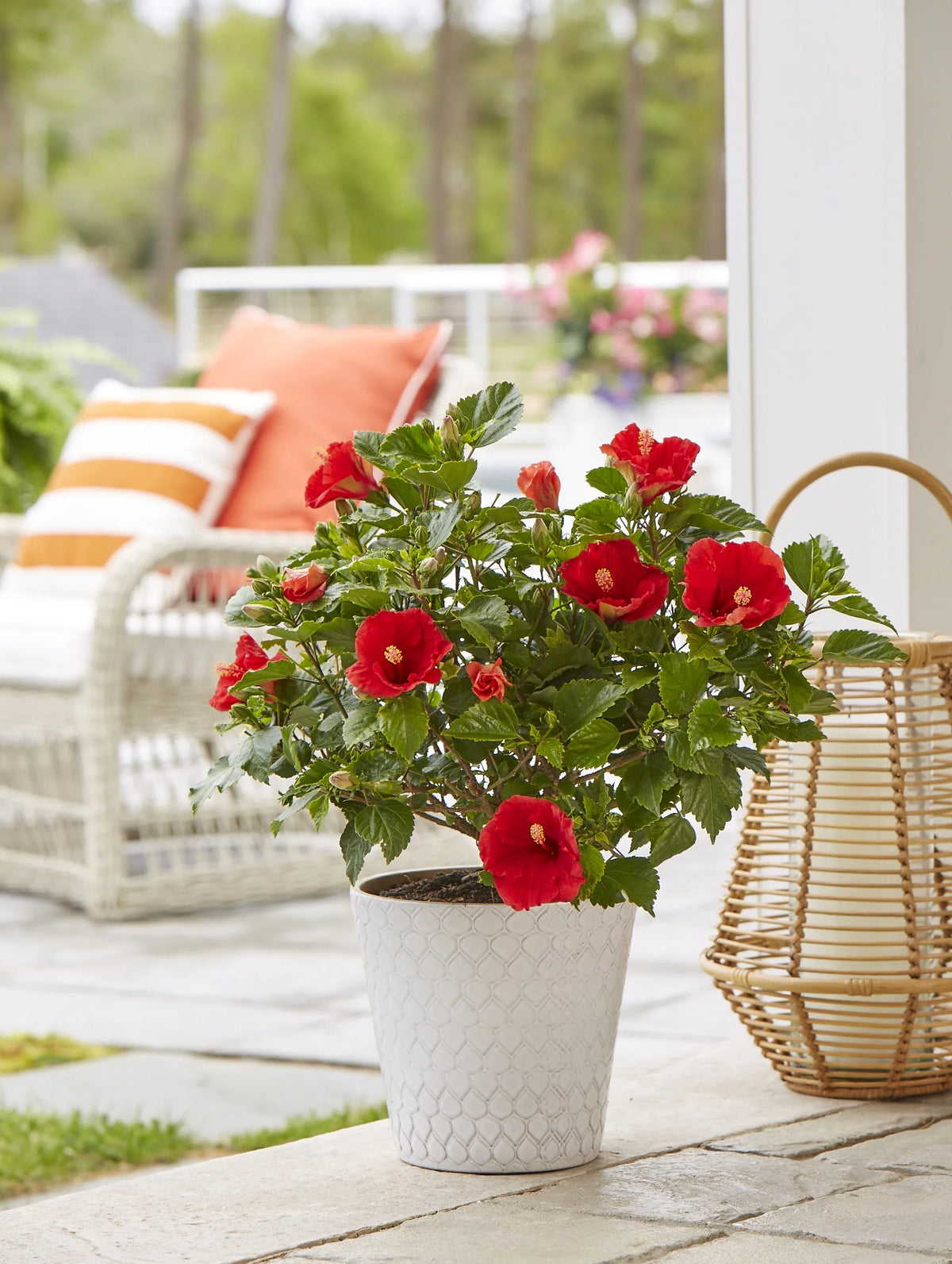 20in. Tall Assorted Hibiscus Full Sun Outdoor Plant 5in. Grower Pot 2-Pack V35562