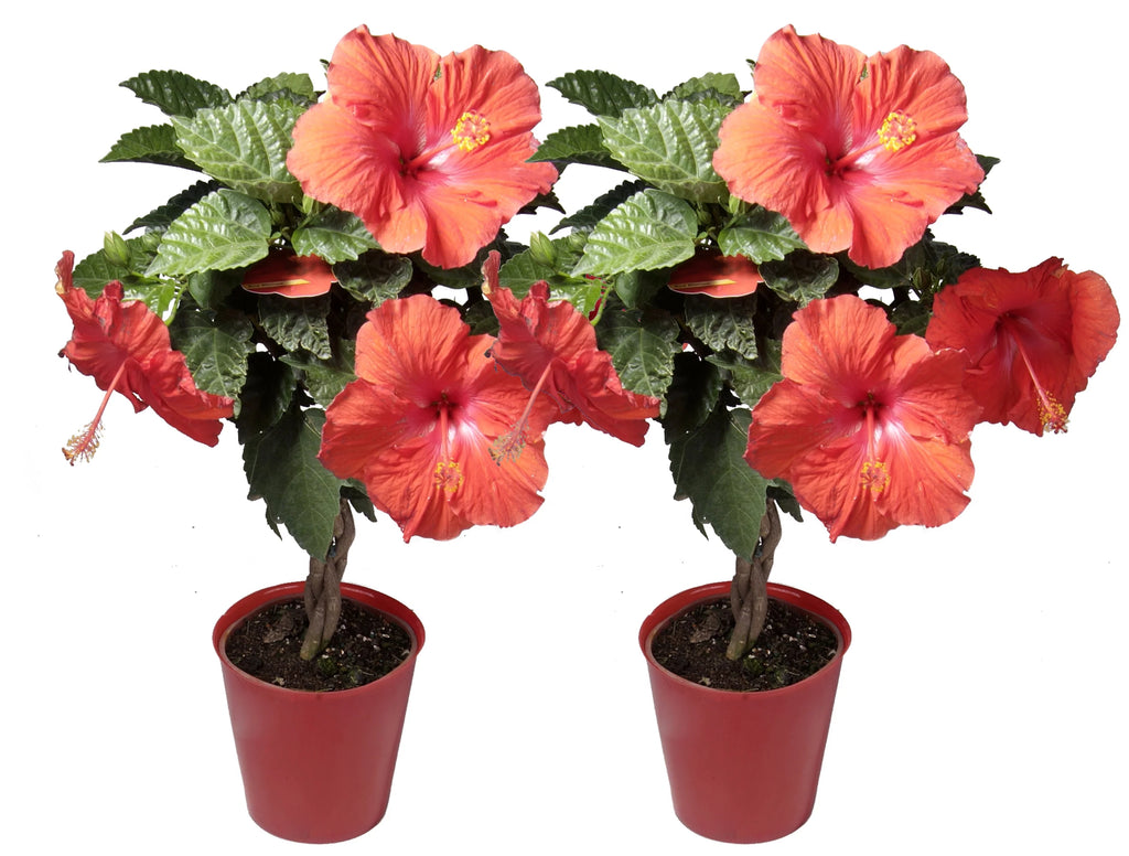 20in. Tall Assorted Hibiscus Full Sun Outdoor Plant 5in. Grower Pot 2-Pack V35562