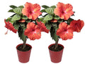20in. Tall Assorted Hibiscus Full Sun Outdoor Plant 5in. Grower Pot 2-Pack V35562