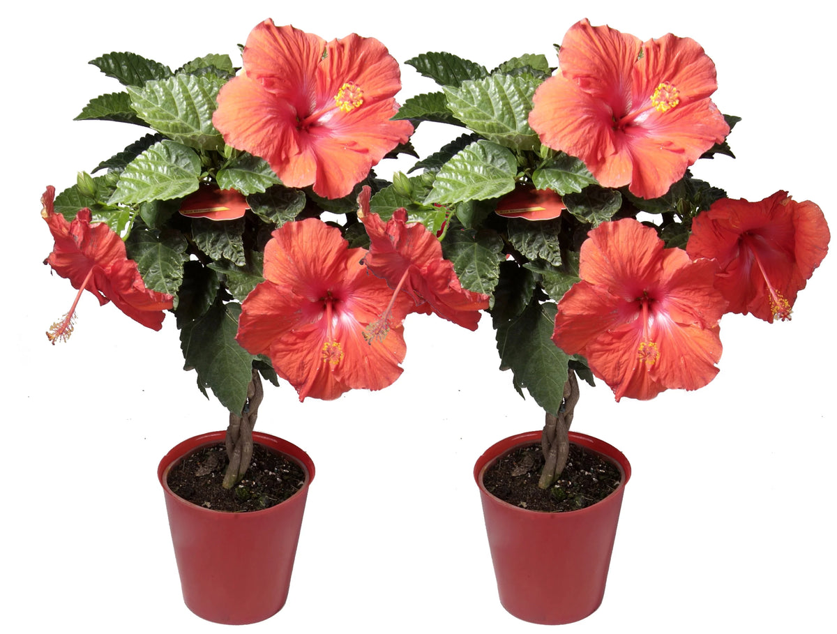 20in. Tall Assorted Hibiscus Full Sun Outdoor Plant 5in. Grower Pot 2-Pack V35562