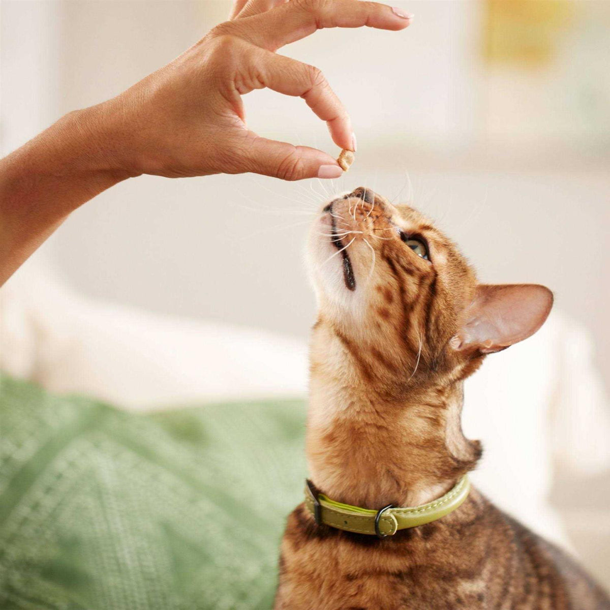 Salmon Soft Cat Treats I74238