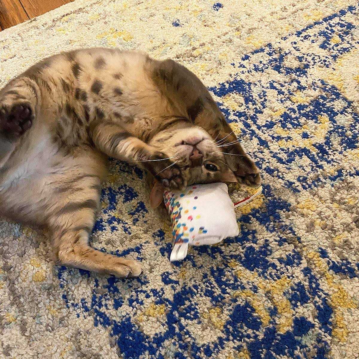 Refillable Cat Toy A814091
