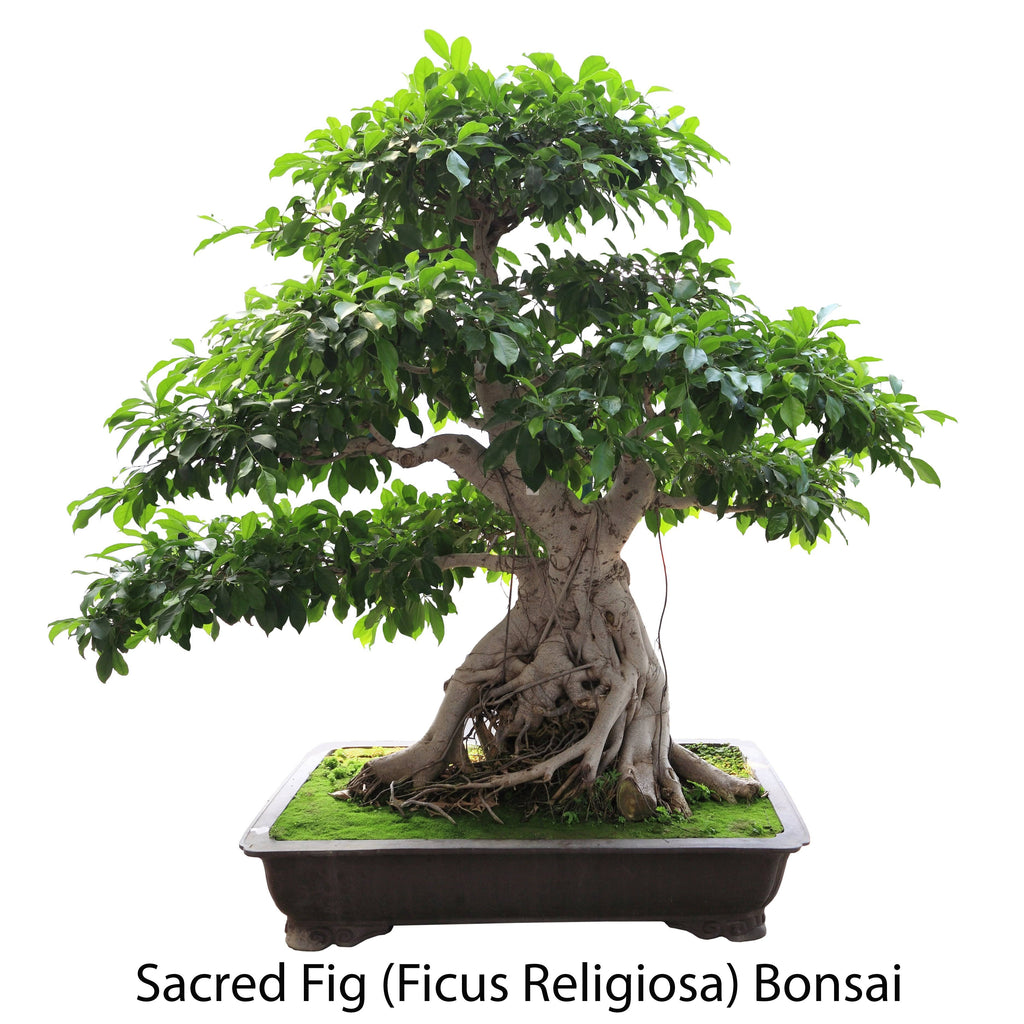 Tropical Indoor Bonsai Tree Starter Seed Kit I235707