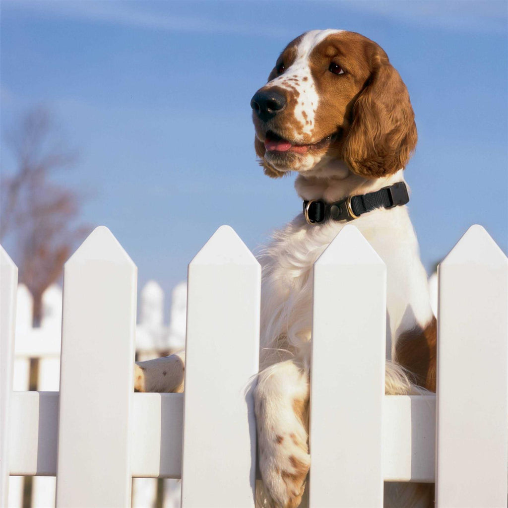 Break-Away Dog Collar Y3625